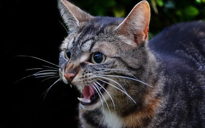 En ilsken katt