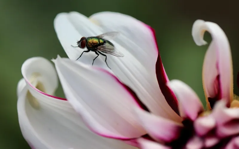 En fluga på en blomma