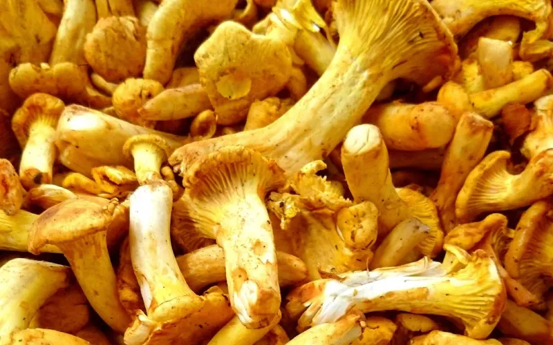 Kantareller