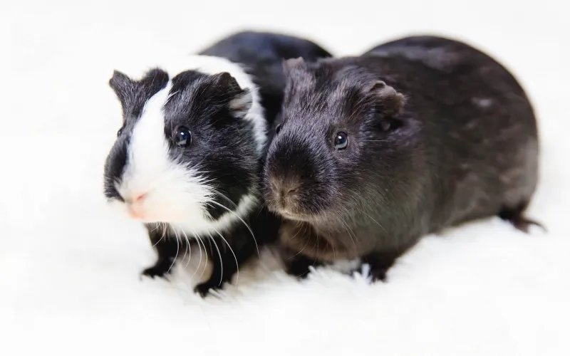 Två stycken marsvin