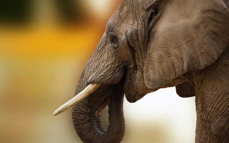 Närbild på en elefant och dess betar