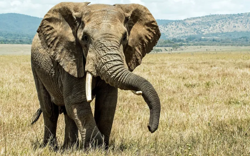 En elefant på savannen