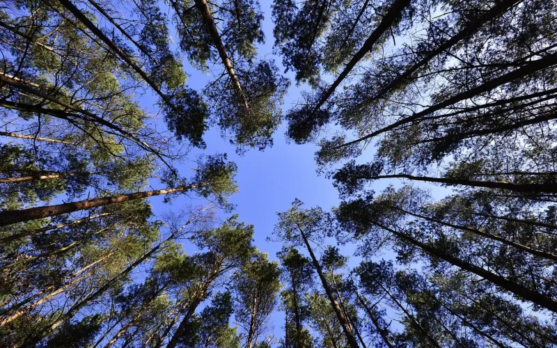 Skog i grodperspektiv
