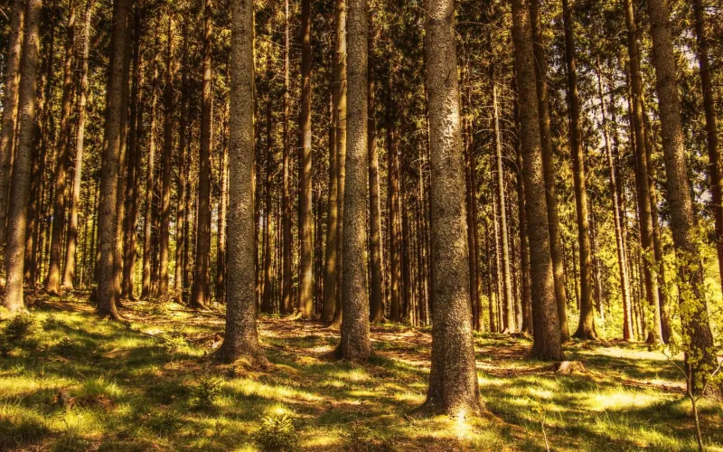 En skog