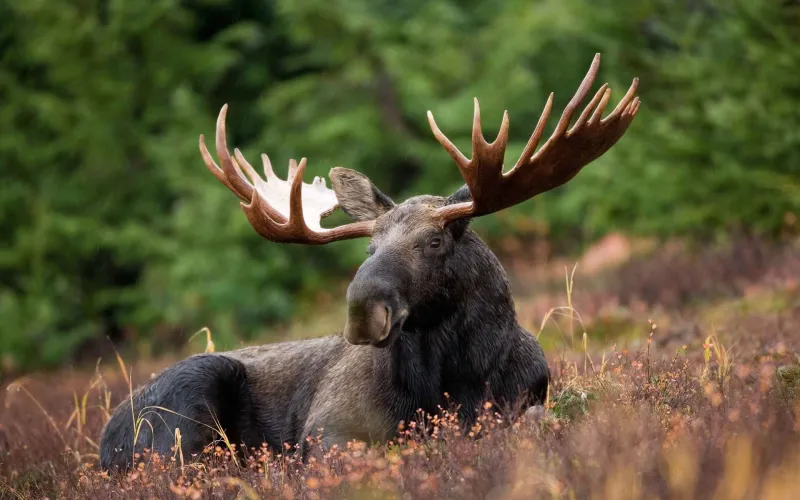 En älg som ligger i naturen