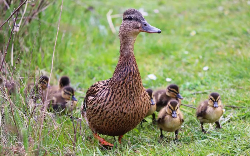 En andhona med sina små änder