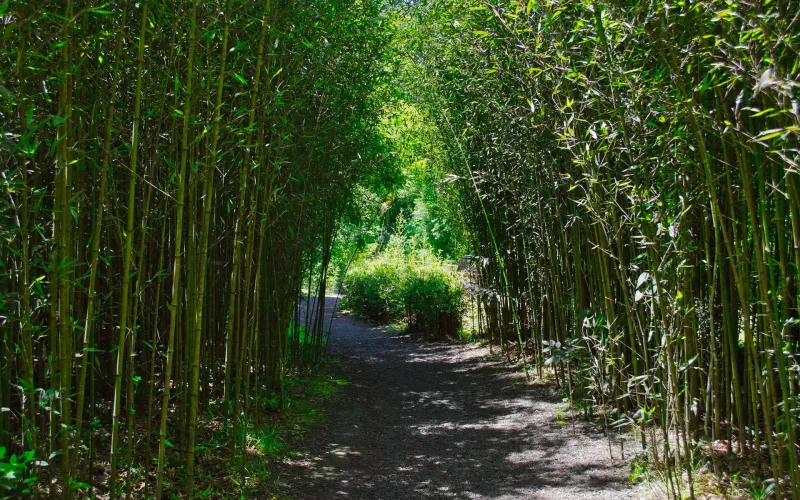 En skog av bambu