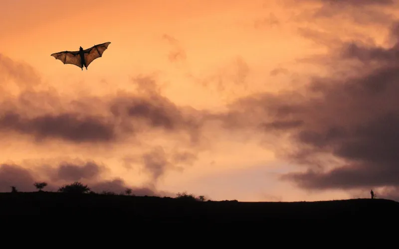 En fladdermus mot en orange himmel