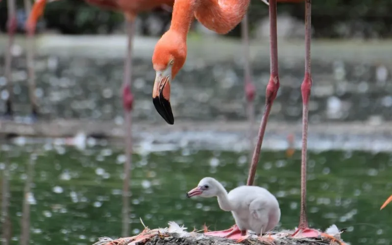 En liten flamingo