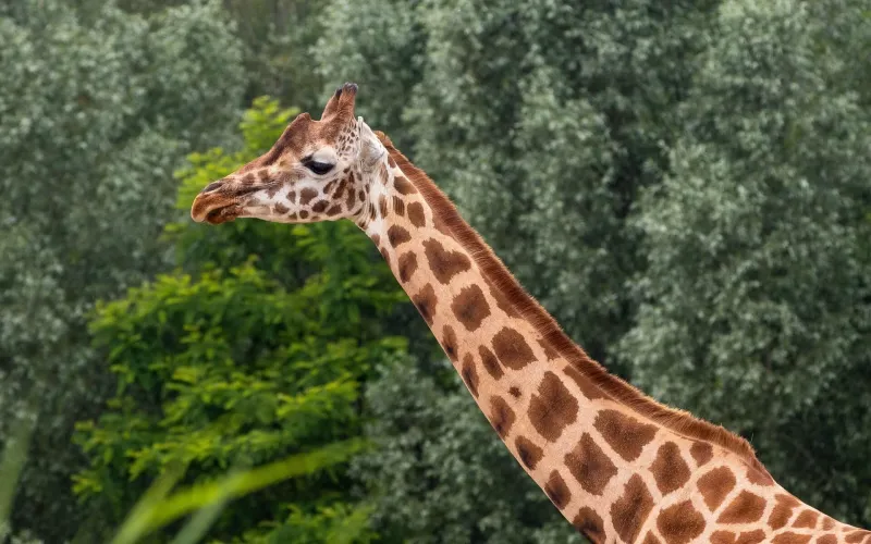 En giraff