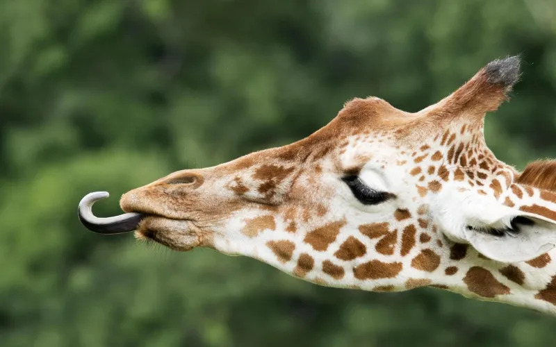 En giraff som sträcker ut tungan