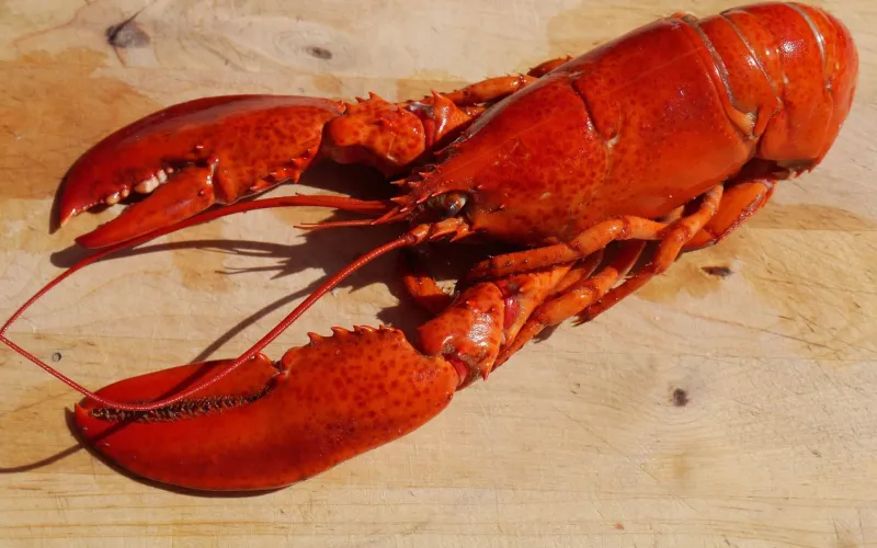 En kokt hummer