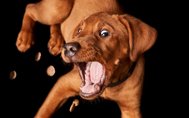 En hund