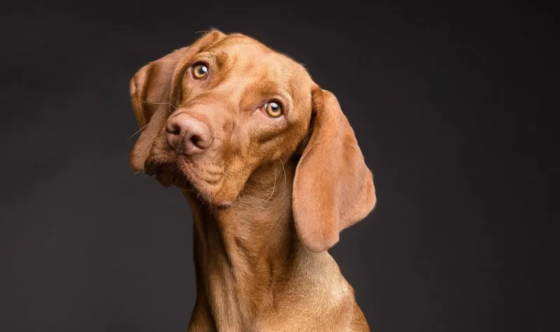 En hund som lutar på huvudet