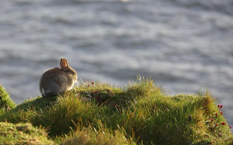 En kanin vid havet