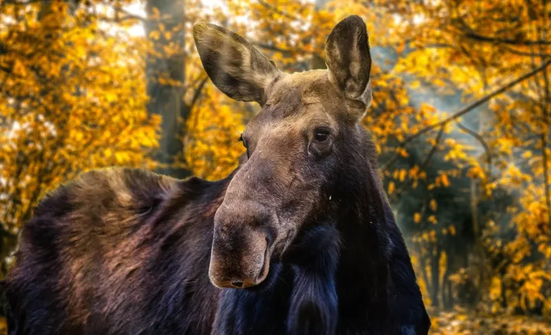 Närbild på en älg