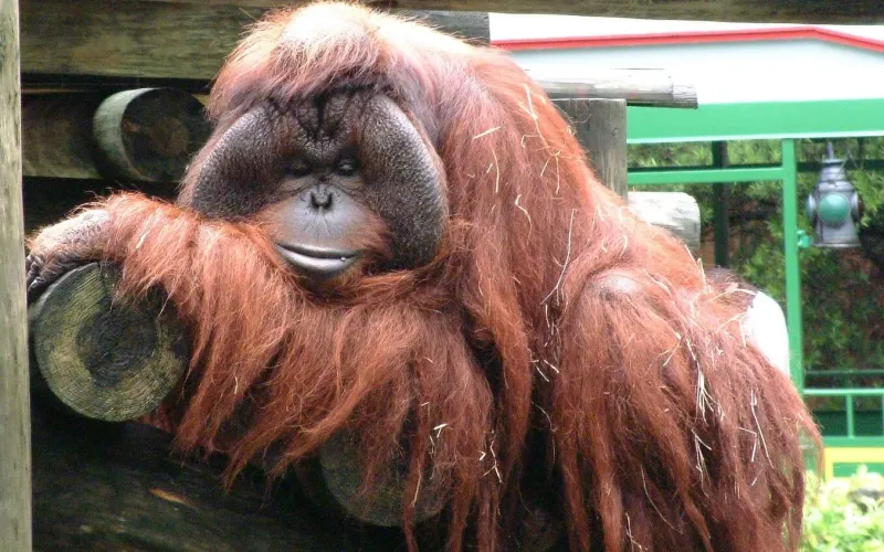 En orangutang