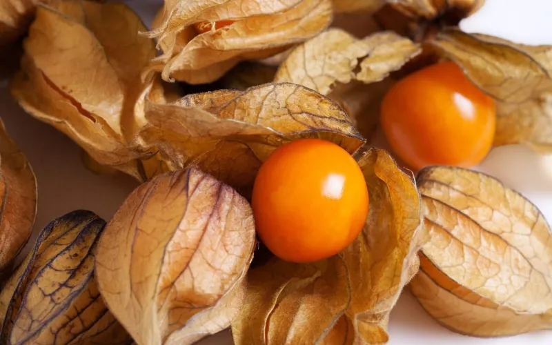 Några physalis
