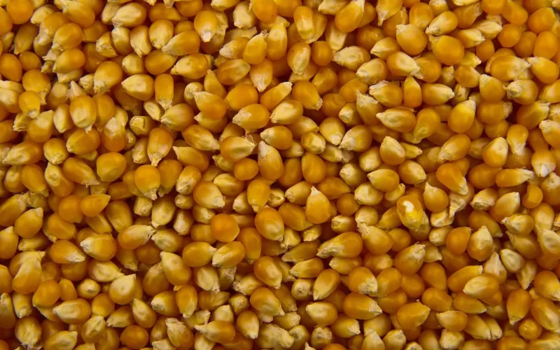 Opoppade popcorn